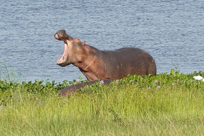 10-Day Big-7 Private Tour Experience in Uganda Safari - Inclusions and Accommodations