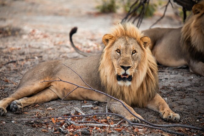 10 Day Discover Namibia Small Group Safari - Whats Included and Excluded