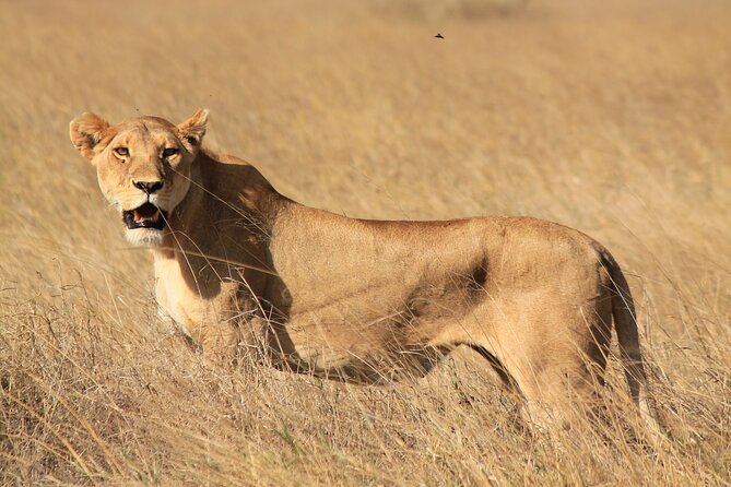 10-Day Predators Tanzania Safari Luxury Package - Accessibility Features