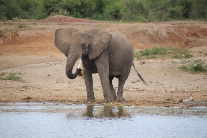 10 Day Western Uganda Budget Wildlife Safari - Gorilla Trekking