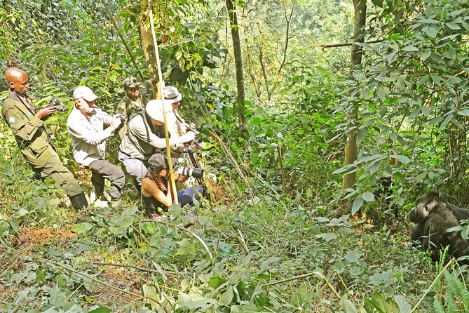 10 Days Affordable Gorilla Trekking Holiday - What to Expect During the Trek