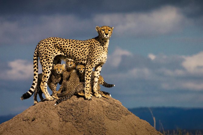 10-Days Kenya Wildlife Private Safari and Mombasa Diani Beach Holidays - Booking and Cancellation Policy