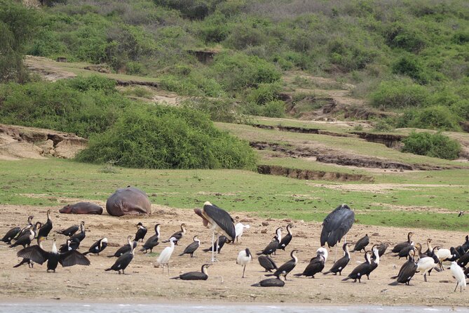 10-Days Uganda Gorillas and Chimpanzee Wildlife Discovery - Accommodations and Meals