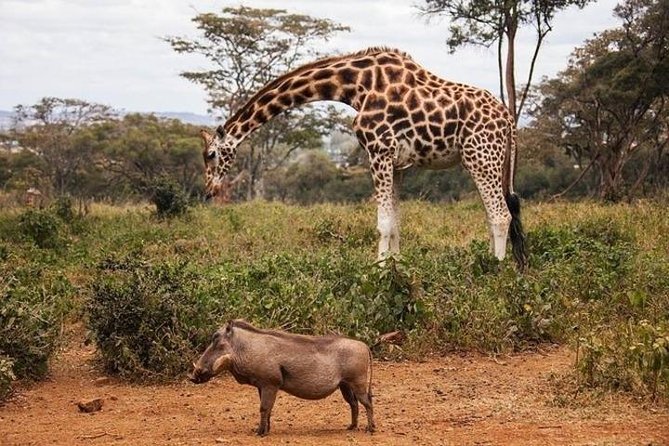 12-DAY Kenya and Tanzania Budget Private Safari From Nairobi - Guest Reviews