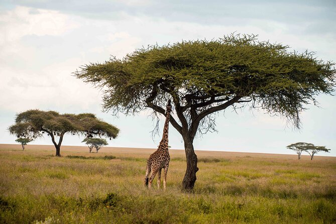 12 Days Best Of Kenya and Tanzania Safari - Luxury - Pickup and Meeting Details