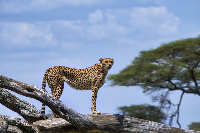 12 Days Luxury Tanzania Honeymoon Safari and Zanzibar - Booking and Payment Information