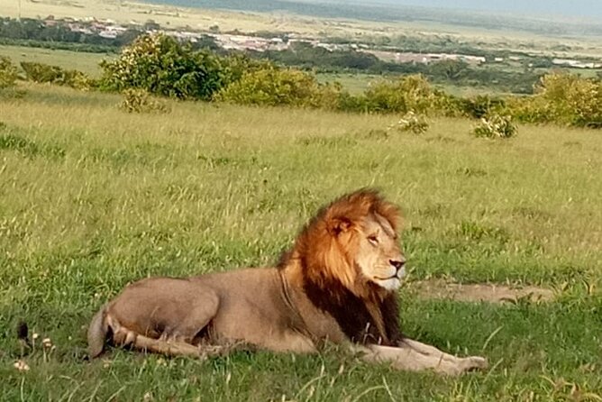12 Days Wildebeest Migration Masai Mara Nakuru Uganda Gorilla Trekking Safari - Booking and Cancellation Details