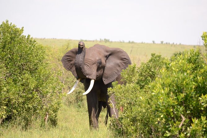 13-Day Private Wildlife Safari Tour of Kenya and Tanzania - Cultural Experiences