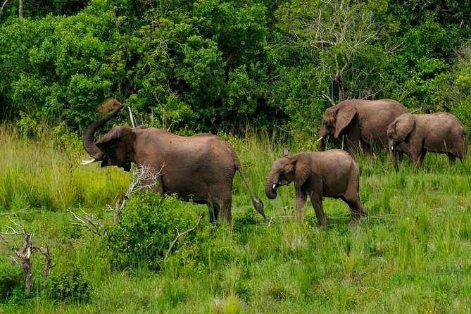 13 Day Uganda Safari With Gorillas, Chimps & Tree Climbing Lions - Tree Climbing Lions