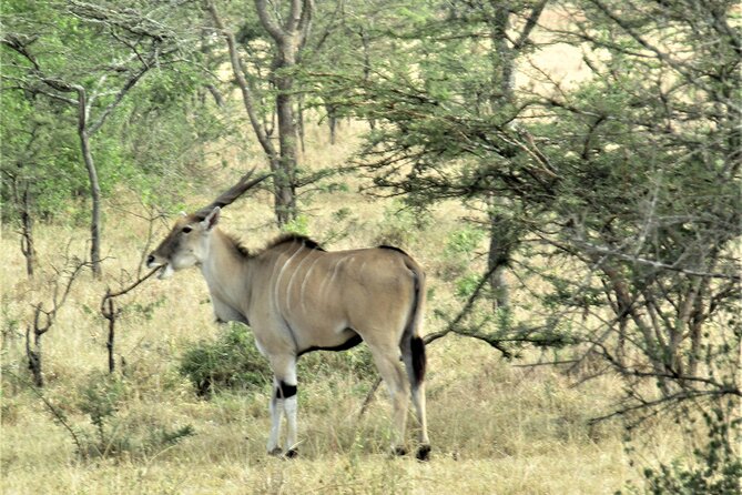 13 Days Private Tour to Discover Ugandas Best Safari - Cultural Immersion and Interactions