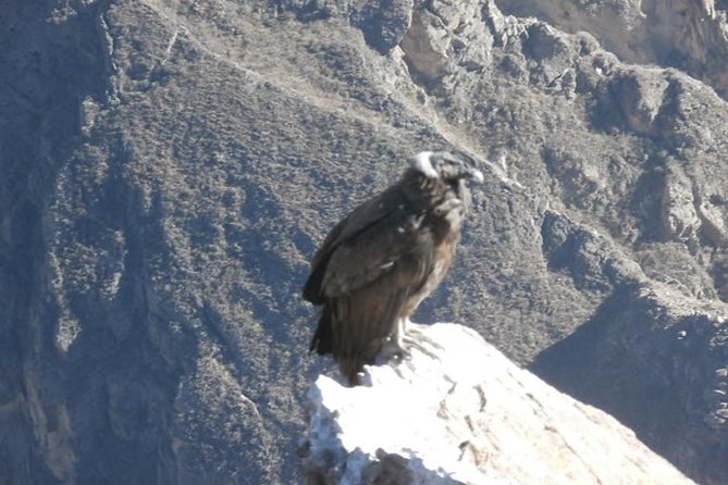 15-Day Tour of Peru Family Travel - Customer Feedback Highlights