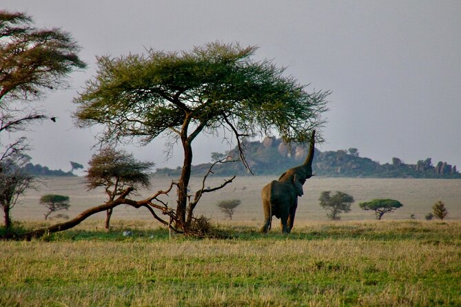 2-Day Private Guided Tour to Tarangire and Ngorongoro - Accessibility Features