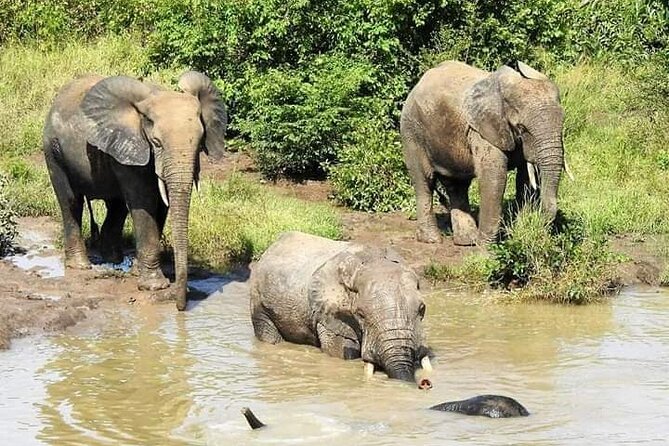 2 Days (1 Night) Elephants Safari at Mole Park With Round - Trip Flights - Reviews and Feedback