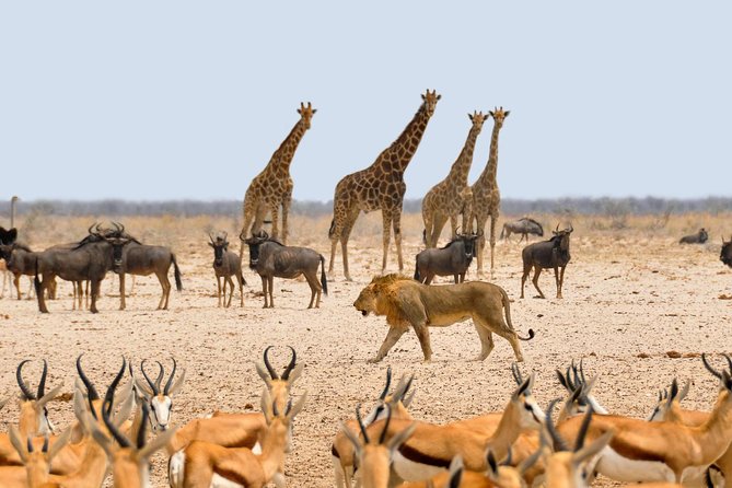 2 Days / 1 Night Join Group Safari - Meeting and Pickup Details