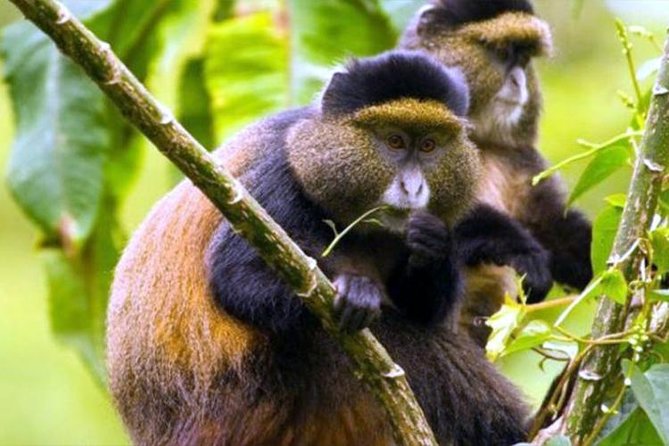 2 Days Chimpanzees Trekking Tour and Canopy Walk Adventure - Transportation and Guiding
