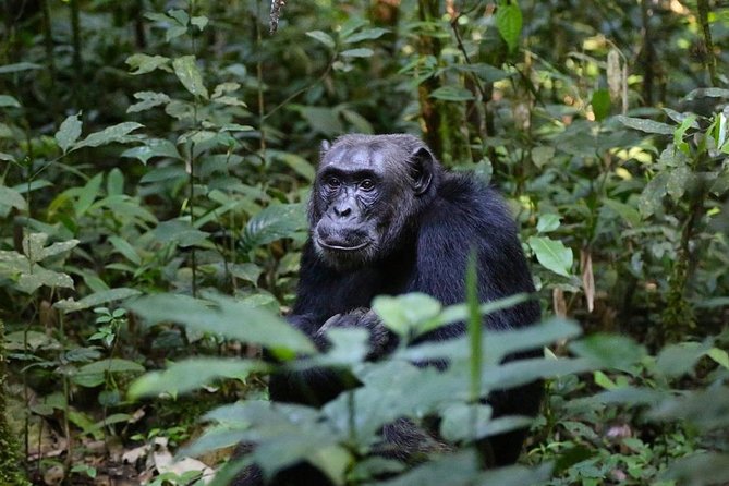 2 Days Chimpazee Safari in Kibale Forest Park Uganda. - Reviews and Pricing