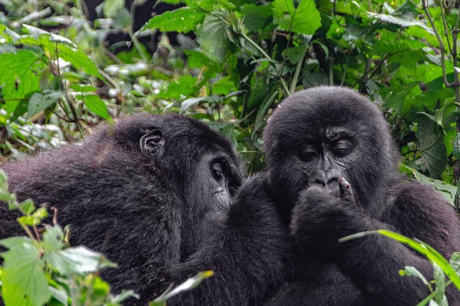 2 Days Gorilla Trekking Uganda - Tour Pricing and Cancellation