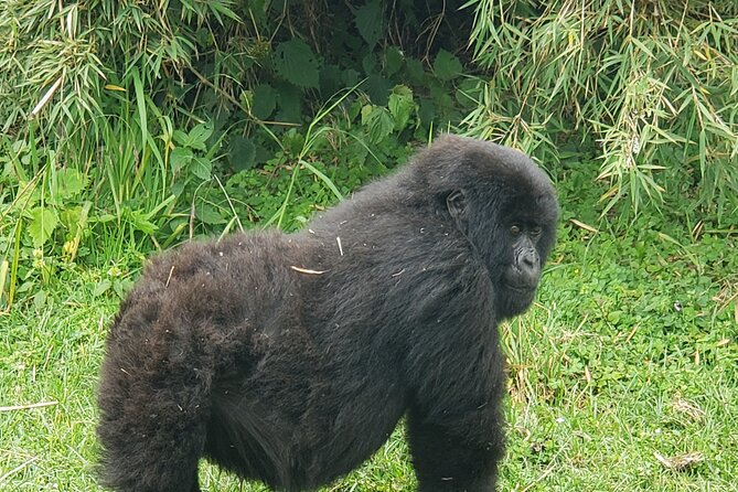 2 Days Mountain Gorilla Safari Rwanda - Booking and Confirmation