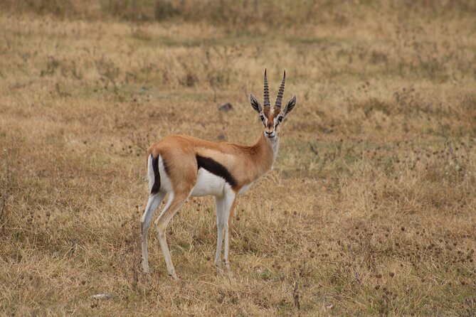2 Days Private Camping Safari - Pricing and Cancellation Policy