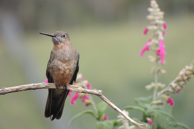 2-Days Private Quito Birdwatching Tour - Whats Included