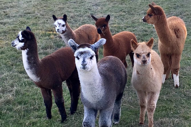 2-Hour Alpaca Farm Experience in Kenilworth - Cancellation and Refund Policy
