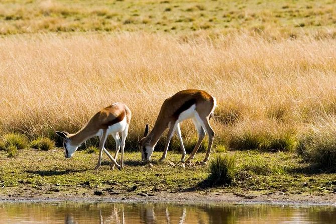 2-Hour Game Drive at the Plettenberg Bay Game Reserve - Accessibility and Age Restrictions