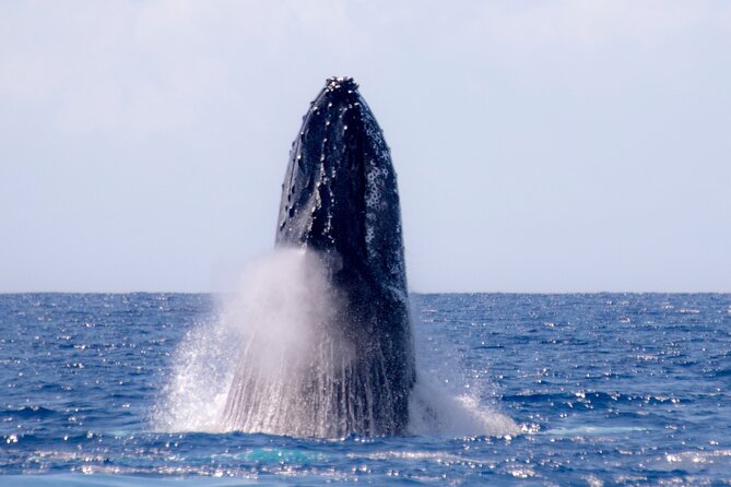 2 Hour Waikiki Whale Watching in Honolulu - Accessibility Options
