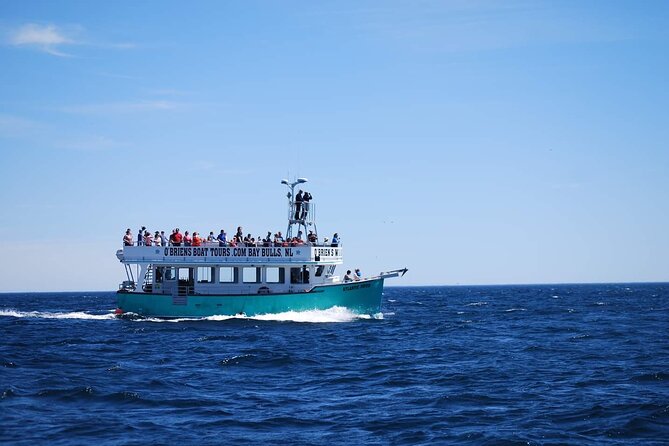 2 Hours Guided Whale and Bird Boat Tour in Bay Bulls - Additional Information