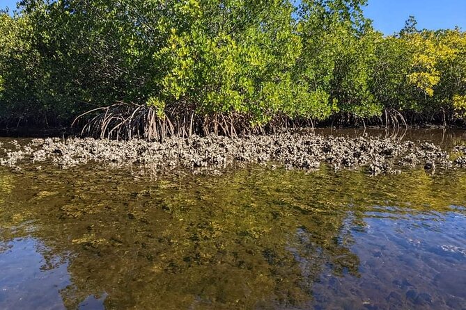2 Hours Kayak Eco Tour in Tarpon Springs - Wildlife Sightings