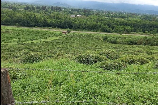 2 Hours Tea House and Tea Garden Trip in Ozurgeti Georgia - Exploring the Tea House