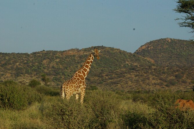 2 Nights 3 Days Masai Mara Safari Package - Explore the Masai Mara