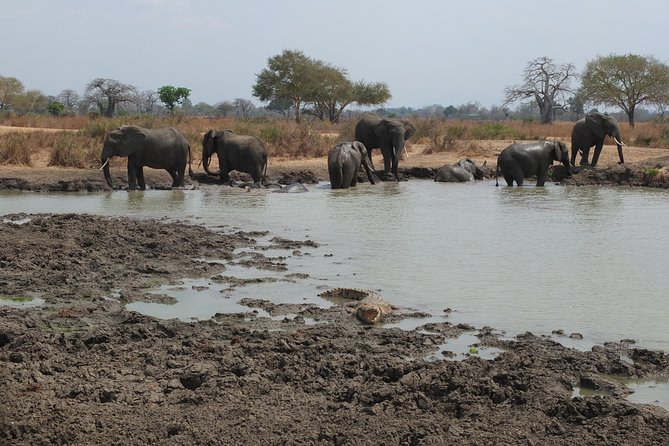 2 Nights 3 Days Safari to Mikumi National Park - Transportation and Pickup Options