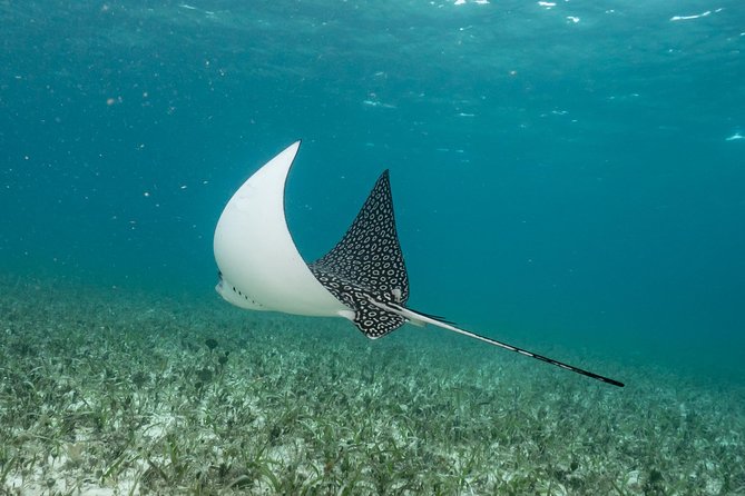 2-Tank Morning or Afternoon Dives in Playa Del Carmen Certified Divers Only - Marine Wildlife Sightings