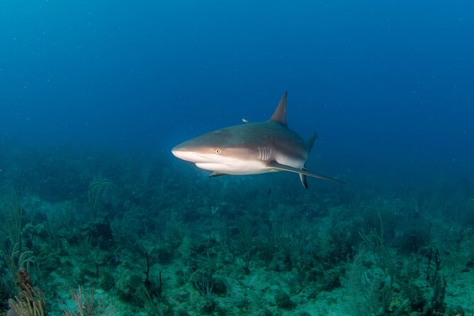 2-Tank Scuba Boat Trip in World-Class Sites @ Copamarina - Exploring the Underwater World