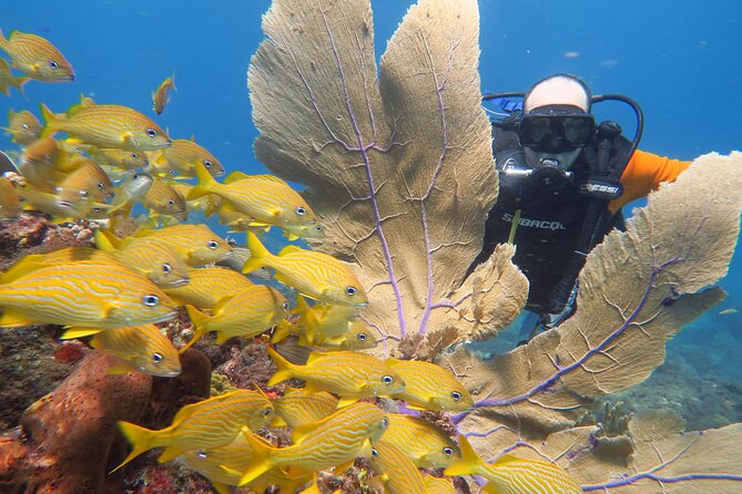 2 Tanks Dives Cancun Underwater Museum for Certified Divers - Participant Requirements and Safety