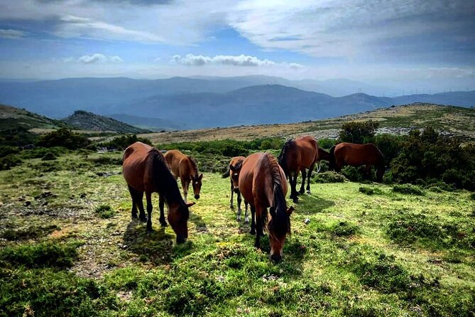 2h Buggy Tour • Arcos De Valdevez • Peneda Gerês - Participation Requirements