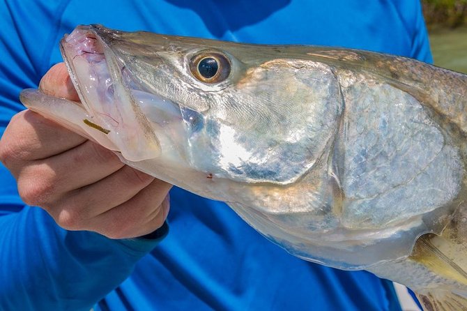 3/4 Day Private Fishing Trip Naples Bay, FL and the Gulf - Accessibility and Additional Information