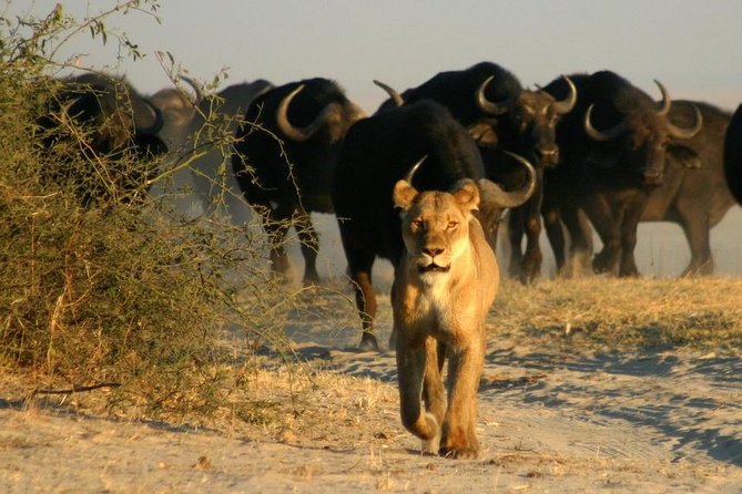 3-Day Chobe National Park Camping Safari From Victoria Falls - Chobe National Park Highlights