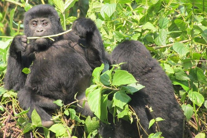 3-Day Gorilla Trekking Budget Safari in Uganda - Booking and Payment