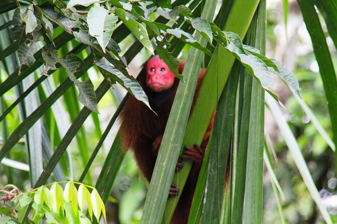 3-Day Jungle and Amazon River Tour From Iquitos - Health and Accessibility