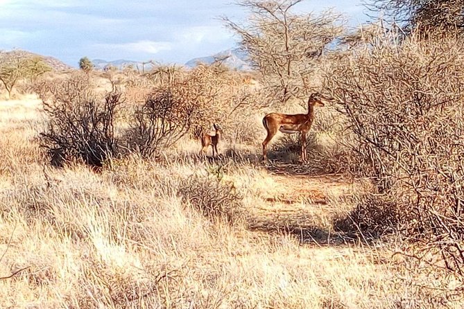3 Day Maasai Mara & Migration Safari - Transportation Details