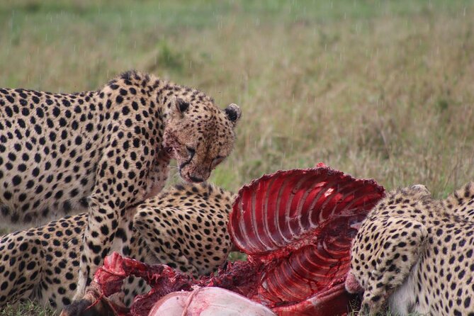 3-Day Maasai Mara Sharing Safari in a 4x4 Land Cruiser Jeep - Accommodation Information