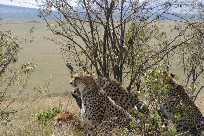 3-Day Masai Mara Budget Camping Safari - Pricing and Cancellation
