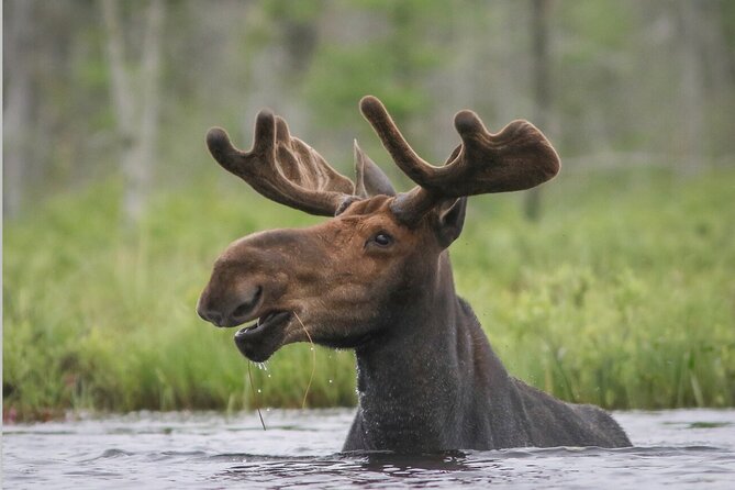 3 Day Moose Viewing Safari With Camping - Additional Information