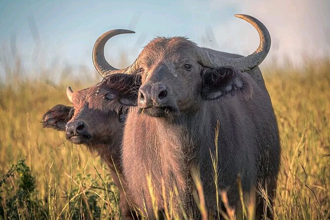 3 Day Murchison Falls BIG 5 and Wildlife Viewing Safari - Accommodation Details
