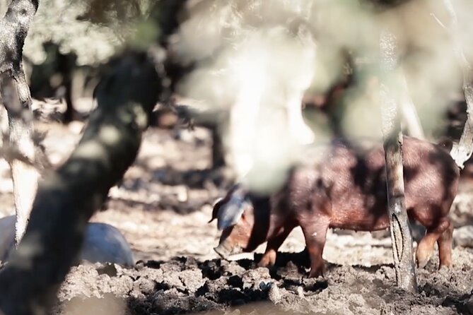 3-Day Rural Experience in the Valley of Ocón - Iberico Ham Tasting