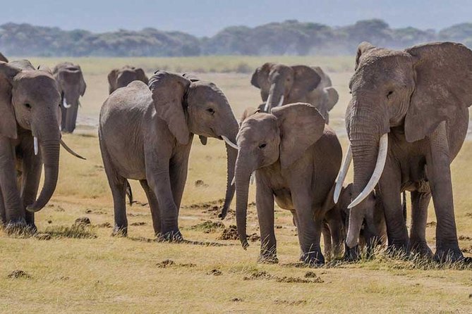 3 Days Amboseli, Land of Kilimanjaro - Transportation Details