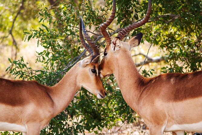 3 Days Amzing Safari in Tarangire and Nngorongoro - Inclusions and Benefits