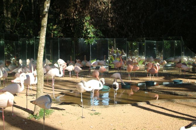 3 Days and 2 Nights 4 Stars Hotel Iguassu Falls - Private Tours - Traveler Considerations