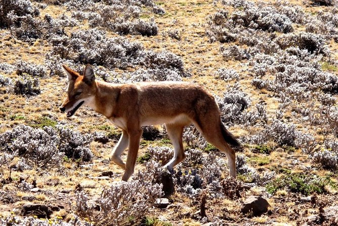 3 Days Bale Mountains Trekking - Reviews and Feedback